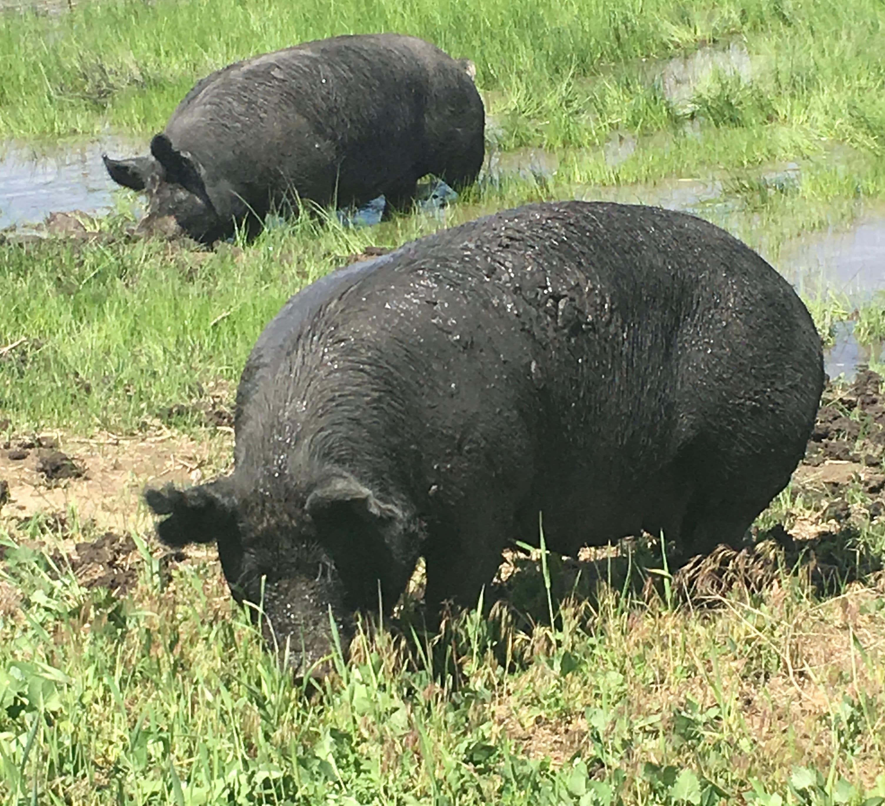 Healthy Pig