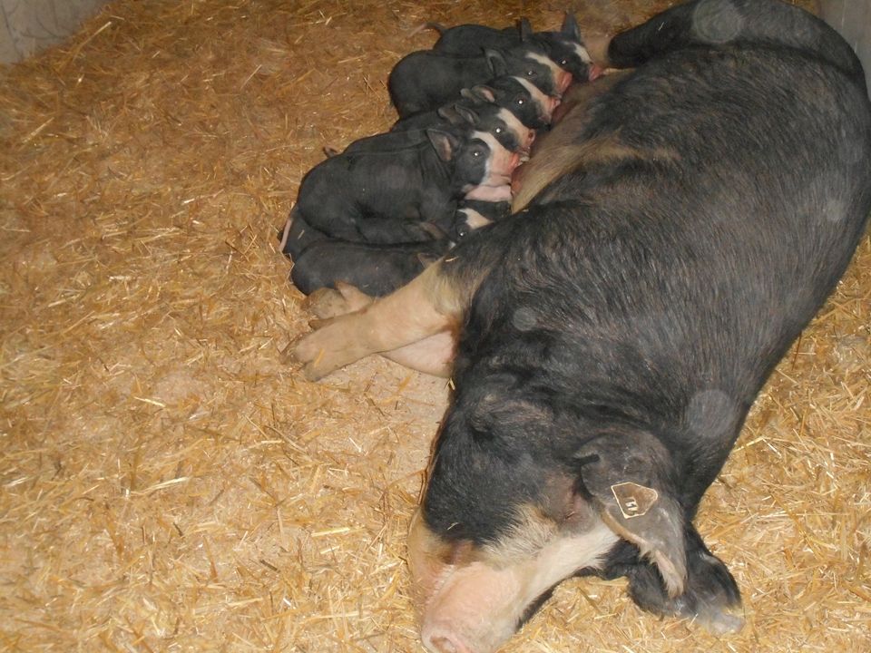 Mother Feeding Baby Pigs