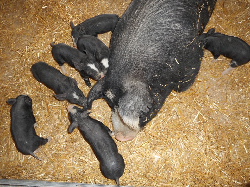 Mother with Baby Pigs