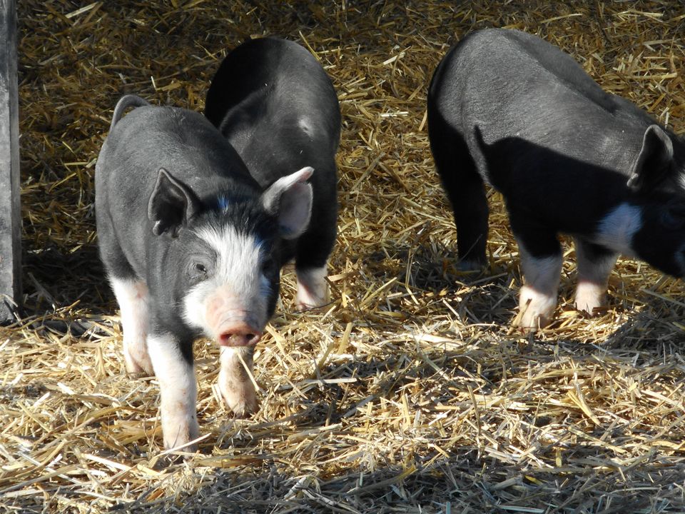 Three Pigs at the Farm