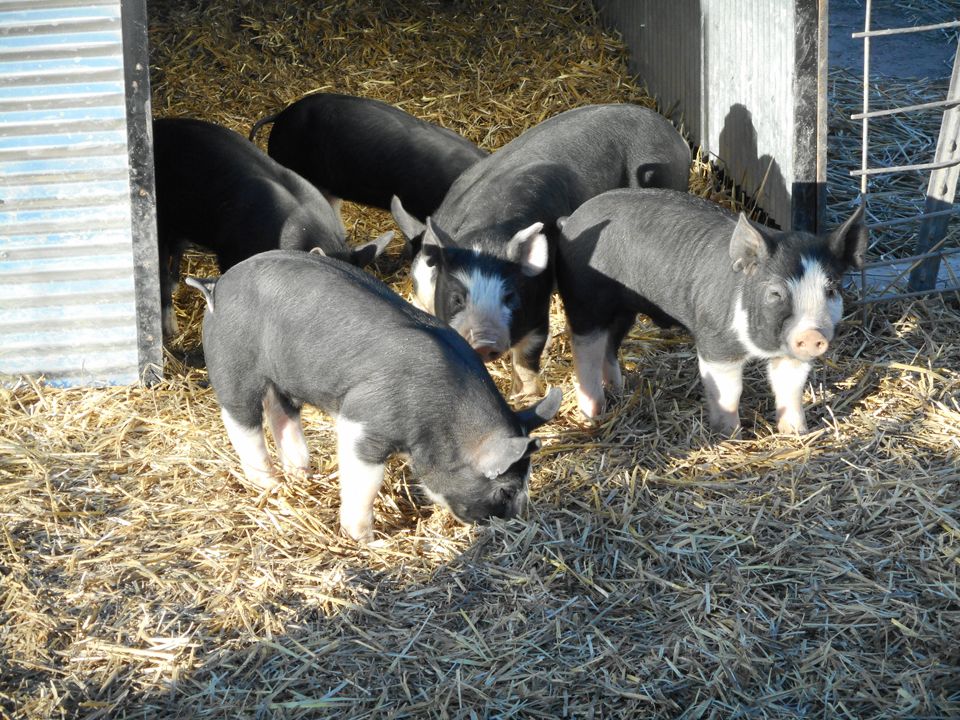 Pigs Eating at the Farm